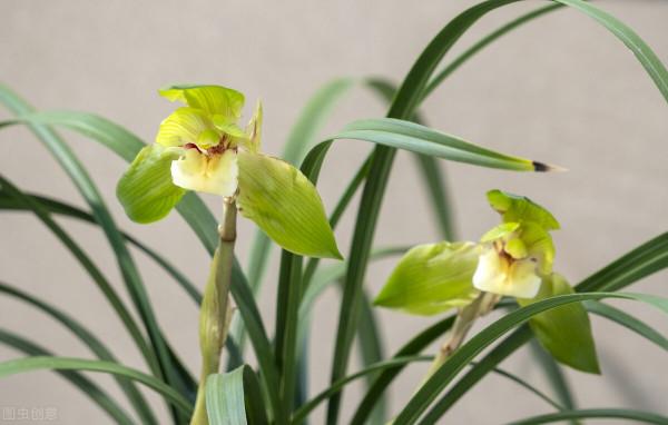 有這4個愛好的人，不適合養蘭花，勸你別白費功夫