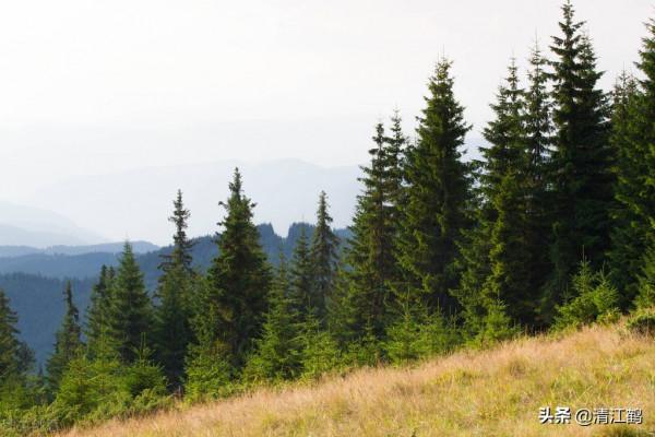 植樹也有";竅門";:單一樹種人工種植弊端多,混植";三木";速生效益好 植樹也有";竅門";:單一樹種人工種植弊端多,混植";三木";速生效益好