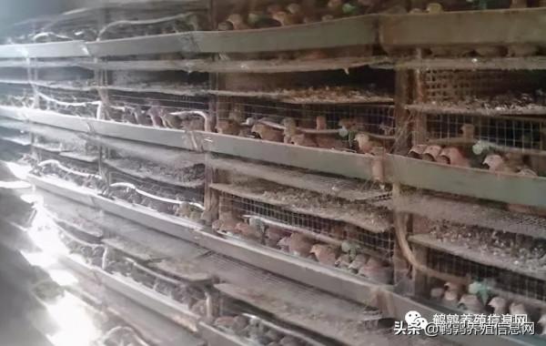 鵪鶉一般飼養管理技術 鵪鶉一般飼養管理技術