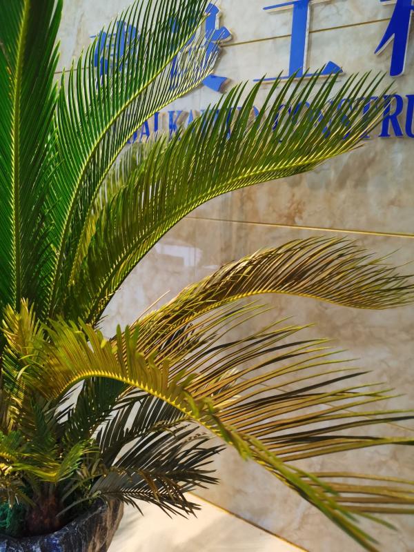 鐵樹開花只是成語?不,鐵樹真能開花,但要講求方法 鐵樹開花只是成語?不,鐵樹真能開花,但要講求方法