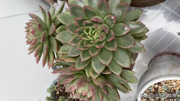 入冬的多肉 入冬的多肉
