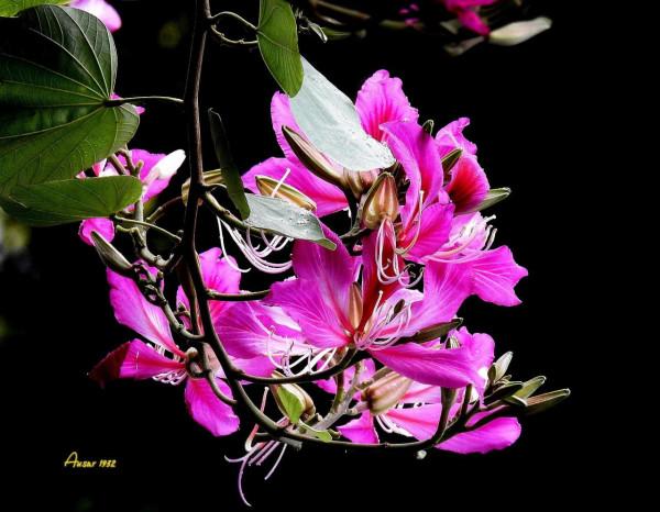 紫荊花，花大豔麗似彩蝶