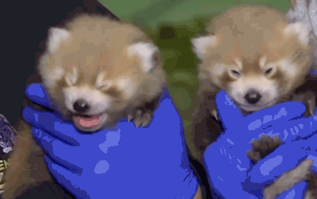 原來我們被幹脆面騙了好多年 原來我們被幹脆面騙了好多年