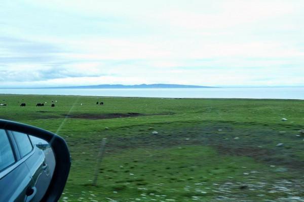標緻4008環青海長測Day9：鳥島叫“蚊子島”，沿青海沿線達剛察！