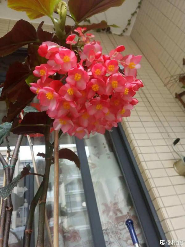 1種花俗稱“搖錢樹”,滿盆長滿小元寶,大吉大利,好看吉祥 1種花俗稱“搖錢樹”,滿盆長滿小元寶,大吉大利,好看吉祥