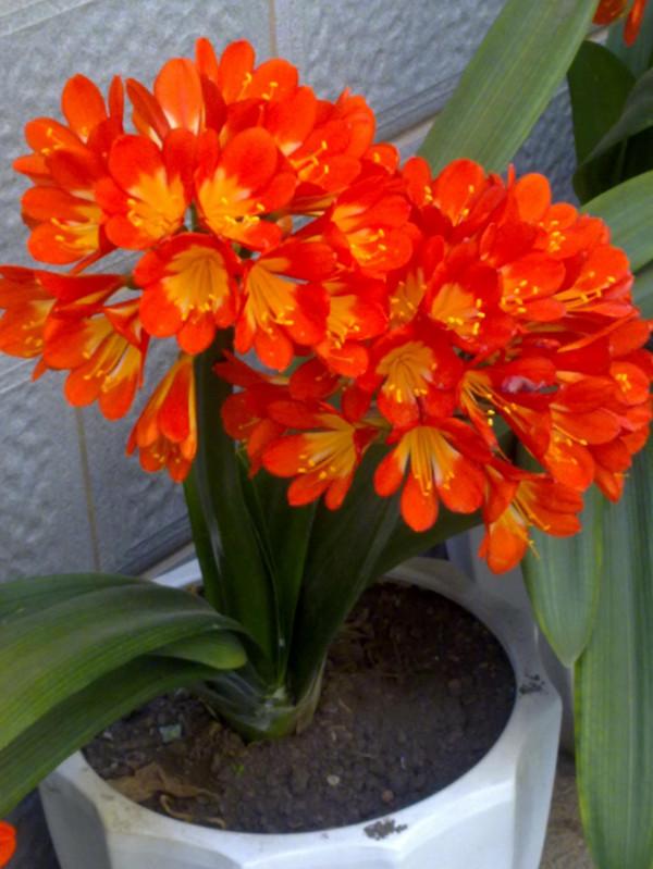 君子蘭“富養”好，5個小技巧，花箭“竄高個”，開花多又大