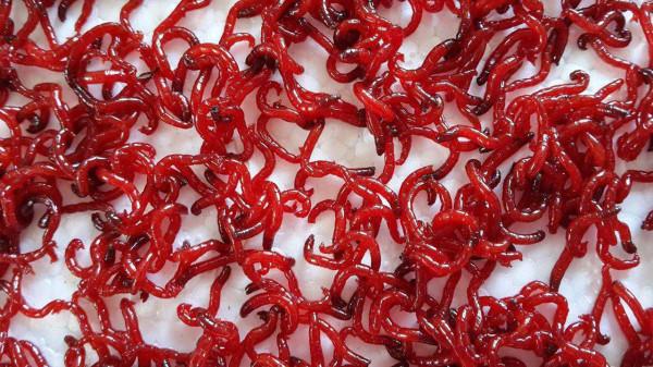 紅蟲和蚯蚓兩種蟲餌，我們在垂釣中選用哪個更合適？