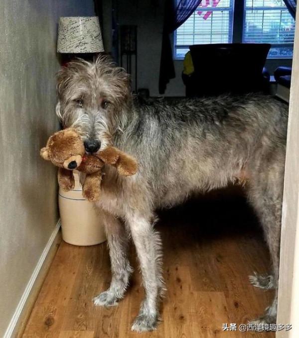 名字兇悍,個頭巨大,日常逗比,愛爾蘭獵狼犬是種怎麼樣的存在? 名字兇悍,個頭巨大,日常逗比,愛爾蘭獵狼犬是種怎麼樣的存在?