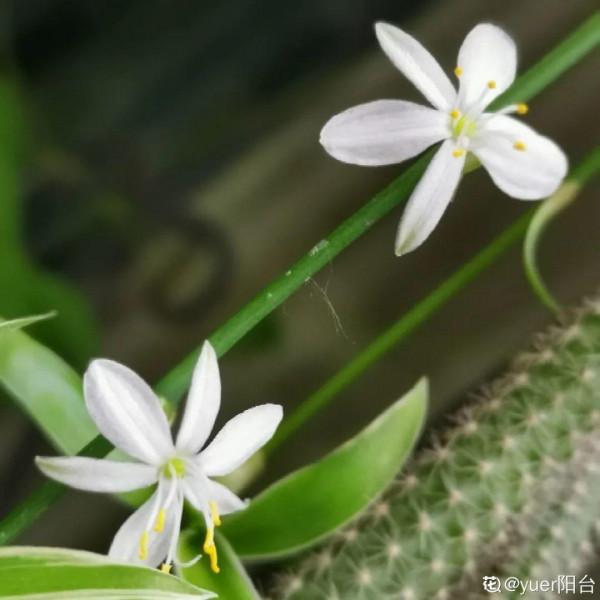 新房裝修完,養盆“天然淨化器”,淨化空氣身體棒 新房裝修完,養盆“天然淨化器”,淨化空氣身體棒