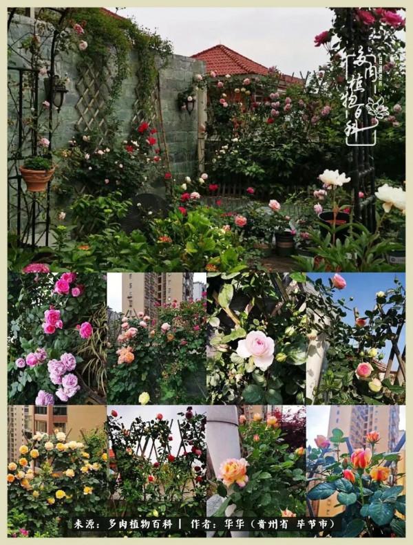 我的造園之夢：鮮花、多肉、錦鯉，這才是樓頂花園該有的樣子