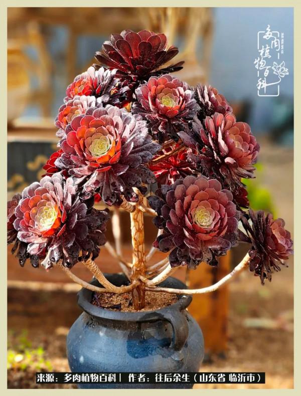 北方有多肉,絕世而獨立!一顧傾人城,再顧傾人國 北方有多肉,絕世而獨立!一顧傾人城,再顧傾人國