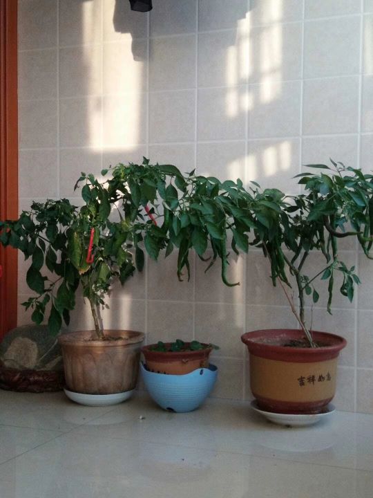 自己動手,豐衣足食,在家裡和車庫前面種的辣椒能自給自足啦 自己動手,豐衣足食,在家裡和車庫前面種的辣椒能自給自足啦