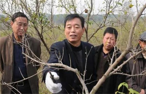 石榴樹怎樣修剪為好？