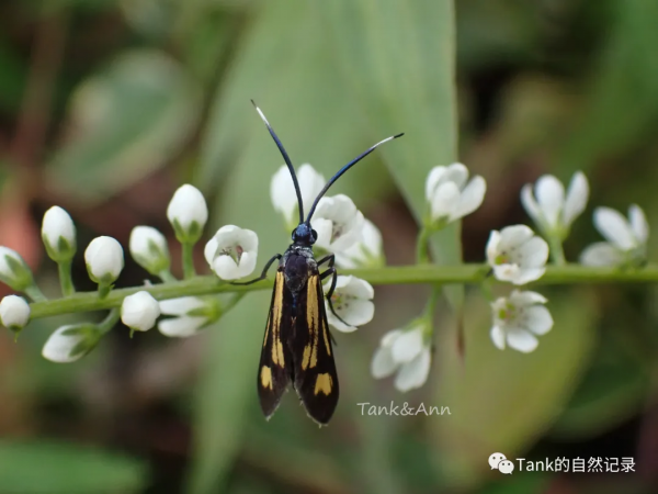 Tank的自然記錄•鱗翅目的蛾子們