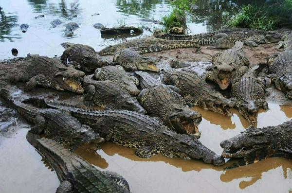 鱷魚家族有多倒黴?努力兩億年,次次在馬上稱霸時被地球針對 鱷魚家族有多倒黴?努力兩億年,次次在馬上稱霸時被地球針對