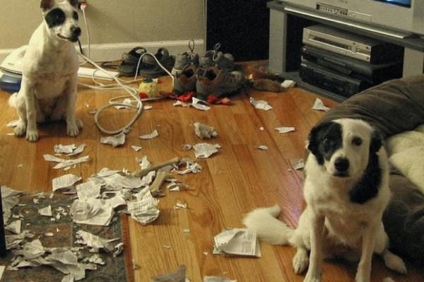 因搞破壞被抓時的狗狗,它的表情我能笑一天 因搞破壞被抓時的狗狗,它的表情我能笑一天