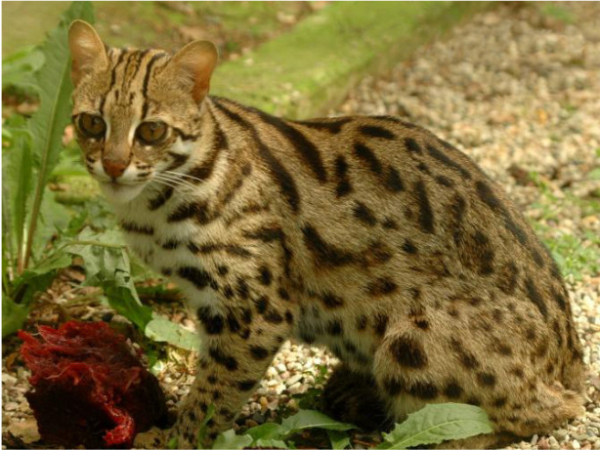 猛獸危險!“石虎”現身廣東,外貌像極家貓,常被人誤當貓咪飼養 猛獸危險!“石虎”現身廣東,外貌像極家貓,常被人誤當貓咪飼養