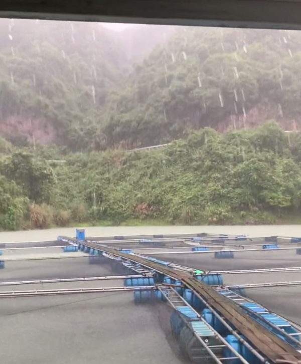 缺氧？福建閩江出現大量死魚，養魚小夥：整個江面都是