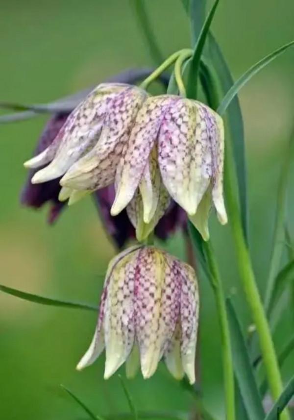 終於搞懂貝母這種植物了