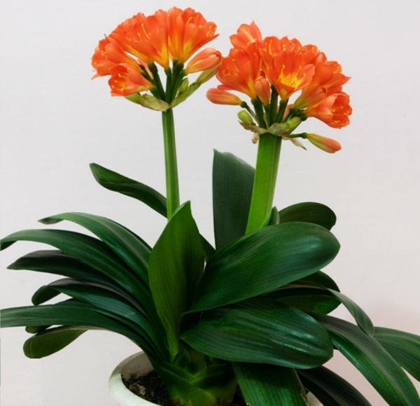 14種“過年花”，一個比一個大氣美麗，喜慶吉祥，超有幸福感