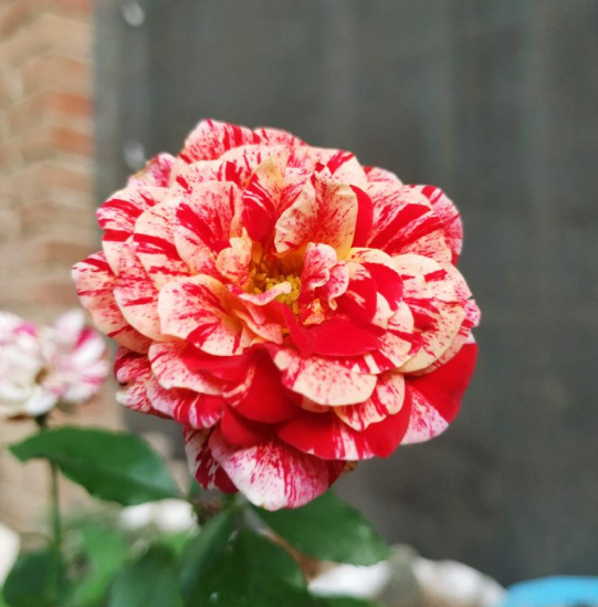 沒有花的天台不完整，種這3種花，天台秒變“空中花園”