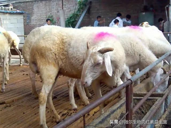 養羊常見的一些疾病