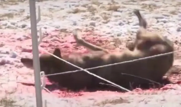 熱播新劇被疑虐殺動物，遭全網抵制：這世間，真的有因果報應