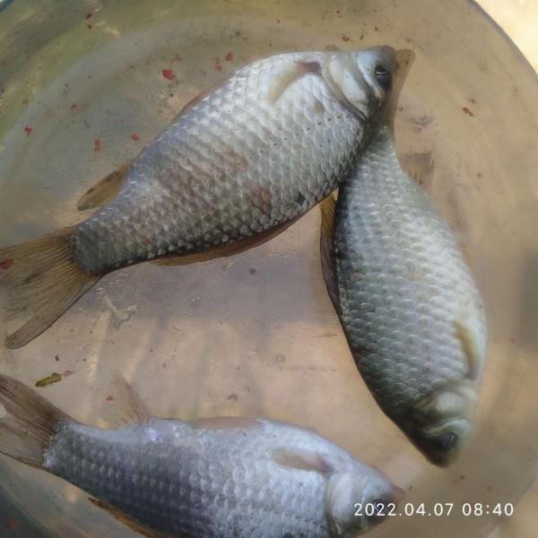 「放生漁獲」遵循不空軍的原則，路邊挖竹筍