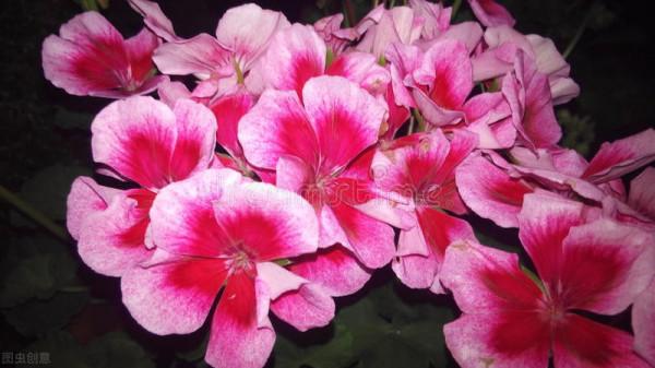 不想讓天竺葵變成“夏必死”,謹遵“五不做”,度夏無憂 不想讓天竺葵變成“夏必死”,謹遵“五不做”,度夏無憂