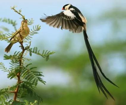 二十種長尾鳥賞析