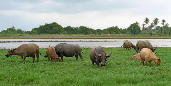 養牛人的“三怕五病”