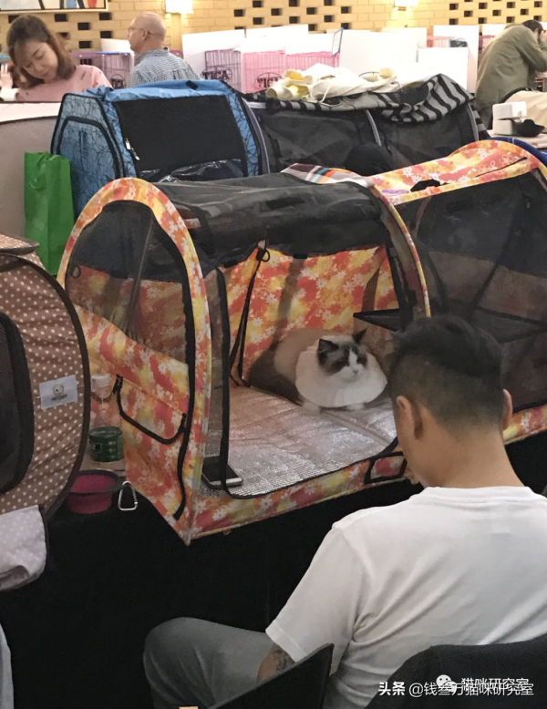 買貓防坑指南2:血統證書約等於沒用,同等品相就選便宜的無證貓 買貓防坑指南2:血統證書約等於沒用,同等品相就選便宜的無證貓