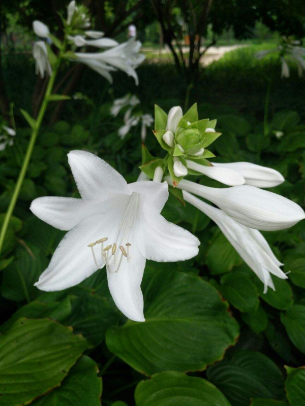 秋天常見的60種花，最全花卉圖譜，收藏起來慢慢看