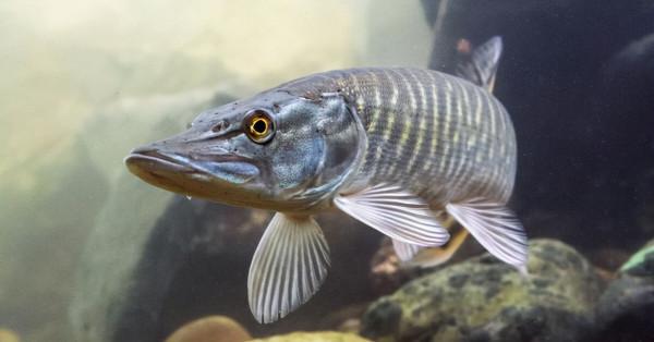 狗魚的新生！吃得多、不長肉，如今成了軟黃金