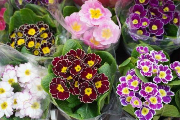 養花就用這4種“高磷肥”,不光生長旺盛,枝葉翠綠,開花更有勁 養花就用這4種“高磷肥”,不光生長旺盛,枝葉翠綠,開花更有勁