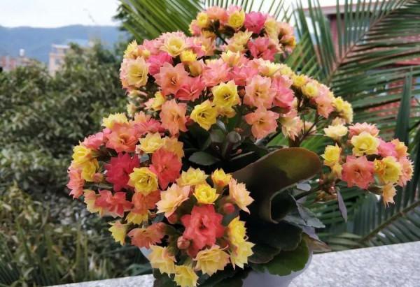 人養花,花亦養人!這11種能養人的“健康花”,建議至少養一種 人養花,花亦養人!這11種能養人的“健康花”,建議至少養一種