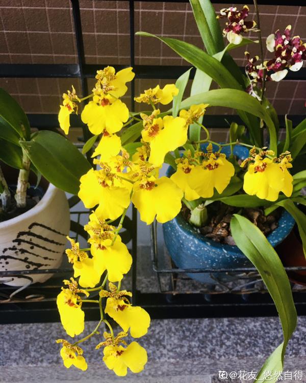 5種花,光聽名字就很美,看到實物後,網友感嘆:名不虛傳 5種花,光聽名字就很美,看到實物後,網友感嘆:名不虛傳