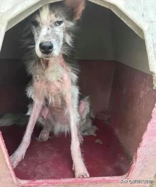 如果你也想要養狗，那就從救一隻狗開始吧...