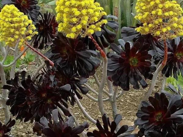 50種多肉開花欣賞，你養的開花了嗎？快來曬曬