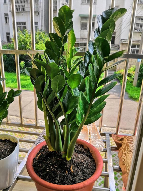 8種“漂亮花”別曬大太陽，一曬就耷拉，客廳不見光，養成綠森林