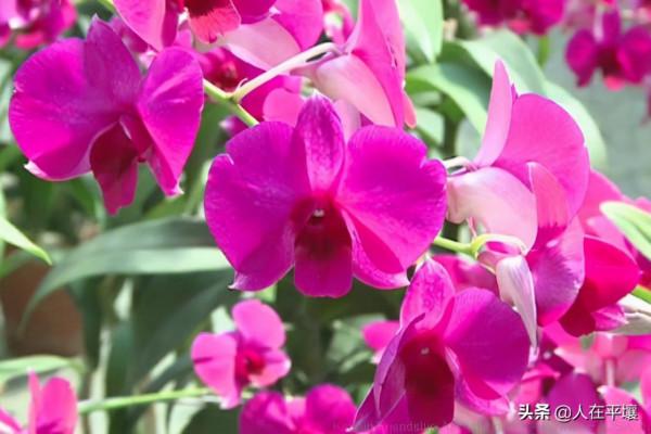 蘇加諾和金日成花