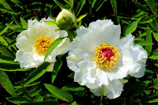 《紅樓夢》中的冷香丸真能治好薛寶釵的病嗎？