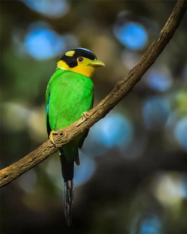 看！這些鳥兒像&hellip;&hellip;