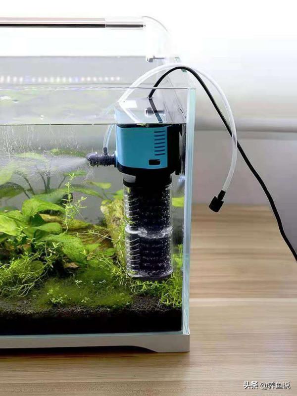 魚缸過濾水泵吸魚的悲劇,遇到過嗎?為什麼會吸魚且如何避免呢? 魚缸過濾水泵吸魚的悲劇,遇到過嗎?為什麼會吸魚且如何避免呢?