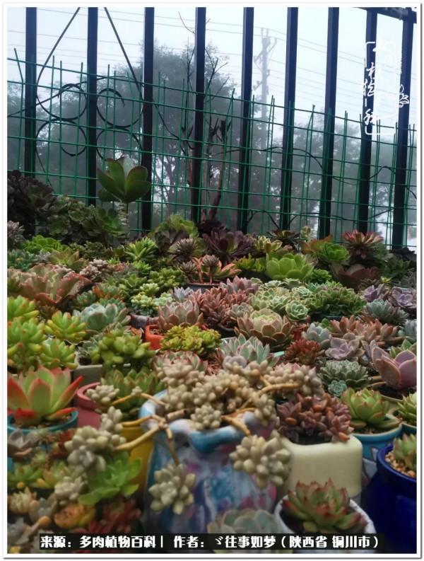 總有一段文字觸動心絃，總有那麼一盆多肉能打動你的心