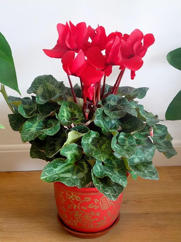 8種寓意吉祥的花，可招納福氣，招財旺運，一定多養幾盆