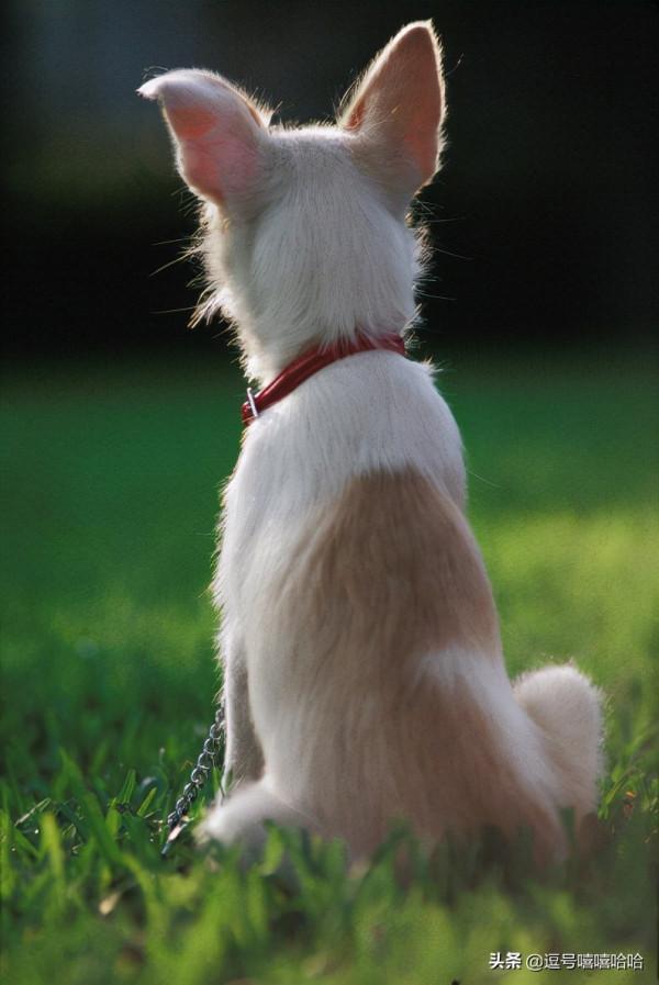 狗狗的這些行為是在告訴你一些資訊 你注意到了嗎？