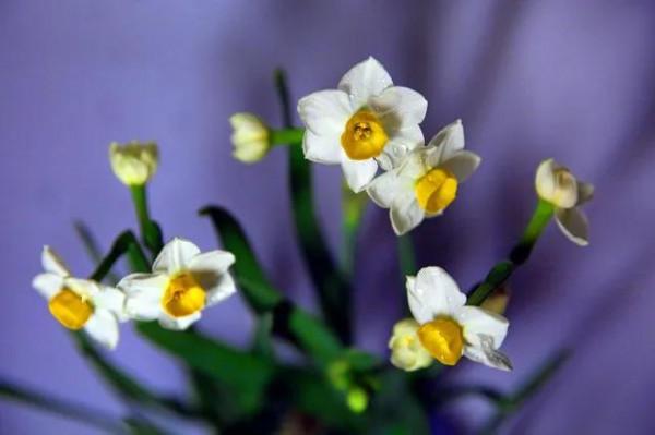 凌波仙子——水仙花