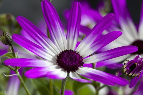 10種在冬季裡常見的耐寒花卉 10種在冬季裡常見的耐寒花卉