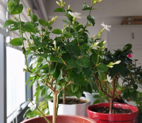 能“泡茶”的三種花，花開之後，摘點葉子就能喝！很實用